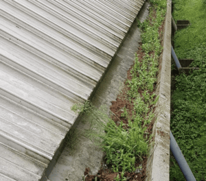 Happy customers in Guildford who trust The Roof Moss Cleaners for gutter cleaning services